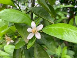 Any of several cultivated cold tolerant mandarin trees that bear medium sized largely seedless fruits with thin. Now Is A Good Time To Tend To Citrus