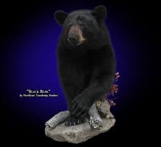 Black Bear Half Mount Half Body Black Bear Mount Mounted Half Body Black Bear Taxidermy Bear Mounts Black Bear Taxidermy