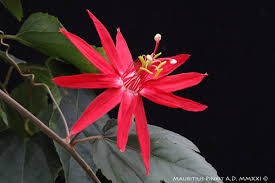 Image result for Passiflora vitifolia