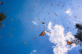 The uppermost small cloud formation in the center is the butterfly and the cloud to it's left is a squirrel chasing it. Opinion Protecting Mexico S Monarch Butterf The New York Times