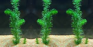 Bila anda tertarik untuk mengembangkannya maka pada artikel ini akan mengulas beberapa langkah yang perlu anda coba. Cara Menanam Egeria Densa Melalui Batang Dengan Mudah Tanaman Hias Bunga Buah Dan Sayur