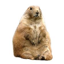 When they invade your compound, they will create burrows into the ground, pushing mounds of dirt up with this having been said, here are a few tips on how to get rid of pocket gophers in california. How To Get Rid Of Gophers Gopher Removal Havahart