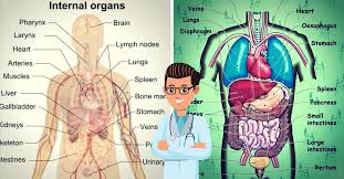 So, the stomach is positioned to the left of the body in the abdomen. English Vocabulary Internal Organs Of The Human Body Eslbuzz Learning English