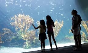 Inside The Bermuda Aquarium Museum And Zoo Bermuda Art Island Tour Kayak Trip