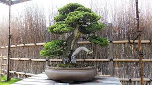 Grown trees can be harvested from the bonsai pots for drops specific to that tree. Bonsai Where To See Bonsai In Japan