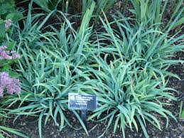 Image result for Carex leptosaccus