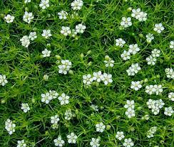 Irish Moss Pearlwort Sagina Subulata Ground Cover 2 000 Bulk Flower Seeds Ebay