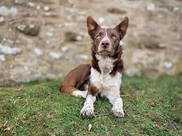 We regularly support adoption, rescues, and the furry friends food bank. Improve Your Pet Photography Inspawration Photography