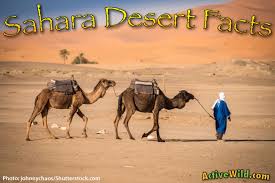 This should be painted on the affected part with a camel's hair brush dipped in chloroform, which facilitates the the camel, the horse and the donkey are the draught animals; Sahara Desert Facts For Kids Students Pictures Information Video