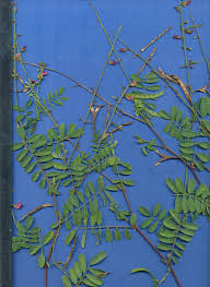 Image result for Tephrosia purpurea