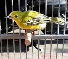 Salah satu cara untuk memancing bunyi burung kicau adalah dengan mendengarkan suara dari burung betina sehingga diharapkan burung kicau anda dapat terpancing meniru suara burung yang anda putar. Wnq1xrxbpfdnim