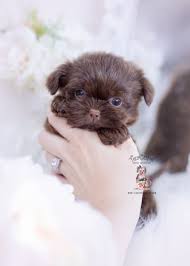 Shih tzu puppies for sale and dogs for adoption in minnesota, mn. Teacup Shih Tzu Puppies For Sale Near Me Petfinder