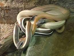 Pin Di Animal Wonders Su Reptiles Snakes