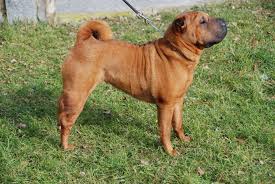 The gait is free, with good reach and drive. Shar Pei Sharpei Brit