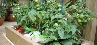 More challenging crops include melons, corn, potatoes, and sweet potatoes. How To Grow Vegetables In Containers