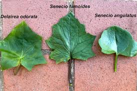 Image result for Senecio tabulicola