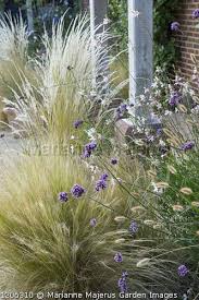 Gaura (gaura lindheimeri), which grows in u.s. Pin On Garten