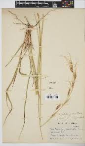 Image result for Megaloprotachne albescens