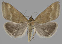 Image result for Pyrausta aerealis