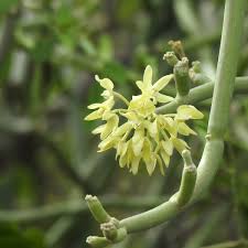 Image result for Cynanchum viminale