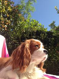 Cavalier King Charles Spaniel Blenheim Paco Otto Mesi Cavalier King Charles Spaniel Blenheim Cavalier King Charles Spaniel Cavalier King Charles