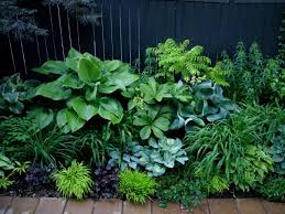 Green Design Shade Garden Design Shade Garden Shade Plants