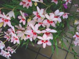 Image result for Freesia laxa