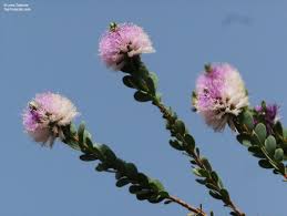 Image result for Melaleuca sp. A (Biegel 5741)