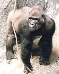 Résultat de recherche d'images pour "chimpanzee nipple"