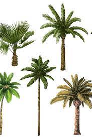 Colourful Hand Drawn Palm Tree Retro Tropical Coconut Trees 1019190 Vectors Design Bundles In 2021 Palm Tree Outline Plant Illustration Tree Plan