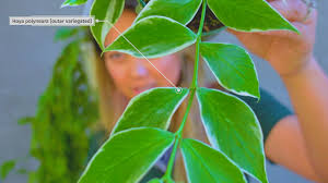 Image result for Ochna polyneura