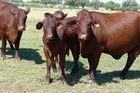 Check spelling or type a new query. Santa Gertrudis Cattle International Series