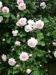 New Dawn 1930 A Climbing Rose Give Strong Support A Climbing Rose Bush Can Weigh Up To 15 Climbing Roses Rose Garden Landscape Beautiful Flower Quotes