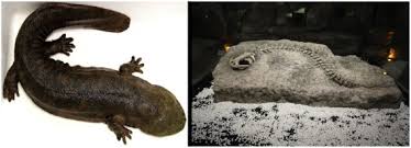 Maybe you would like to learn more about one of these? Nutritional And Medicinal Characteristics Of Chinese Giant Salamander Andrias Davidianus For Applications In Healthcare Industry By Artificial Cultivation A Review Sciencedirect