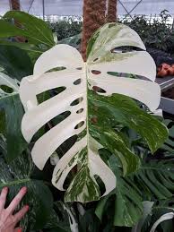 Bonte Monstera Variegata 27cm Kwekers Pot Ca 75cm Hoog Zeldzame Plant Huisplanten Hangplant Planten