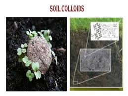 Levels Of Biological Organization From Smallest To Largest Quizlet Soil Colloids Types Properties And Importance