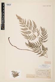 Image result for Dryopteris kilemensis