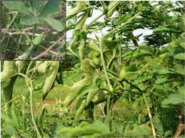 Image result for Corallocarpus epigaeus