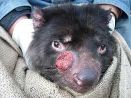 The tasmanian devil is the world's largest carnivorous marsupial, reaching 30 inches in length and weighing up to 26 pounds, although its size will vary widely depending on where it lives and the availability of food. Tasmanian Devil Cancer Unlikely To Cause Extinction Say Experts Eurekalert Science News