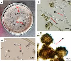Image result for Botrytis cinerea