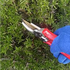 Image result for rosemary pruning