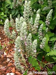 Image result for Justicia betonica