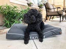 A cross between a labrador and a miniature poodle, the mini labradoodle comes in many colors, sizes that's why you'll find a mini labradoodle/australian shepherd mix from time to time. Wisdom Panel Dog Dna Test Reveals Breeds And Health Predispositions