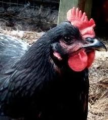 Lovepik provides 160000+ red rooster comb photos in hd resolution that updates everyday, you can free download for both personal and commerical use. Chicken Health Checklist Diy Antiseptic Ointment Community Chickens