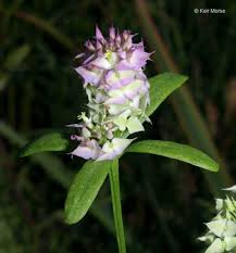 Image result for Polygala kalaboensis
