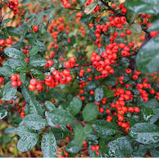 Image result for Pycnosphaera buchananii