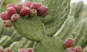 Research found that taking cactus extract after drinking five to seven alcoholic drinks resulted in fewer hangover symptoms. Benefits Of Drinking Cactus Water Dailydiscoverynow