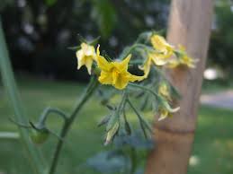 Duplicating the vibration is a great way to encourage pollination. Tomato Problems And How To Fix Them Hgtv