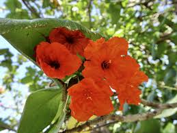 Image result for Cordia sp.A.
