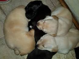 Like most of online stores, lab puppies for sale va also offers customers coupon codes. Labrador Retriever Puppies For Sale Chesapeake Va 221947